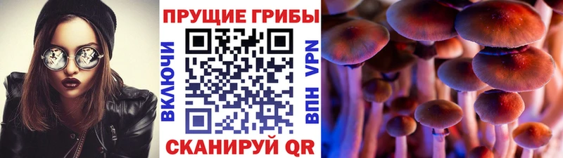 купить закладку  Злынка  Галлюциногенные грибы мицелий 